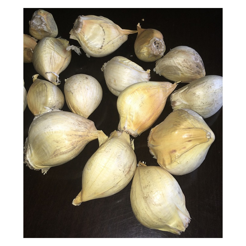 250 GR DE AJO CHILOTE COSECHA 2026