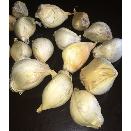 250 GR DE AJO CHILOTE COSECHA 2026