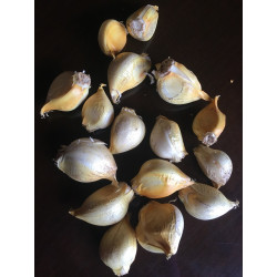 250 GR DE AJO CHILOTE COSECHA 2026