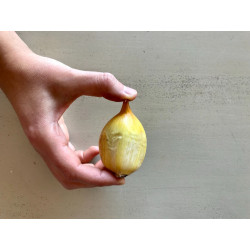 250 GR DE AJO CHILOTE COSECHA 2026